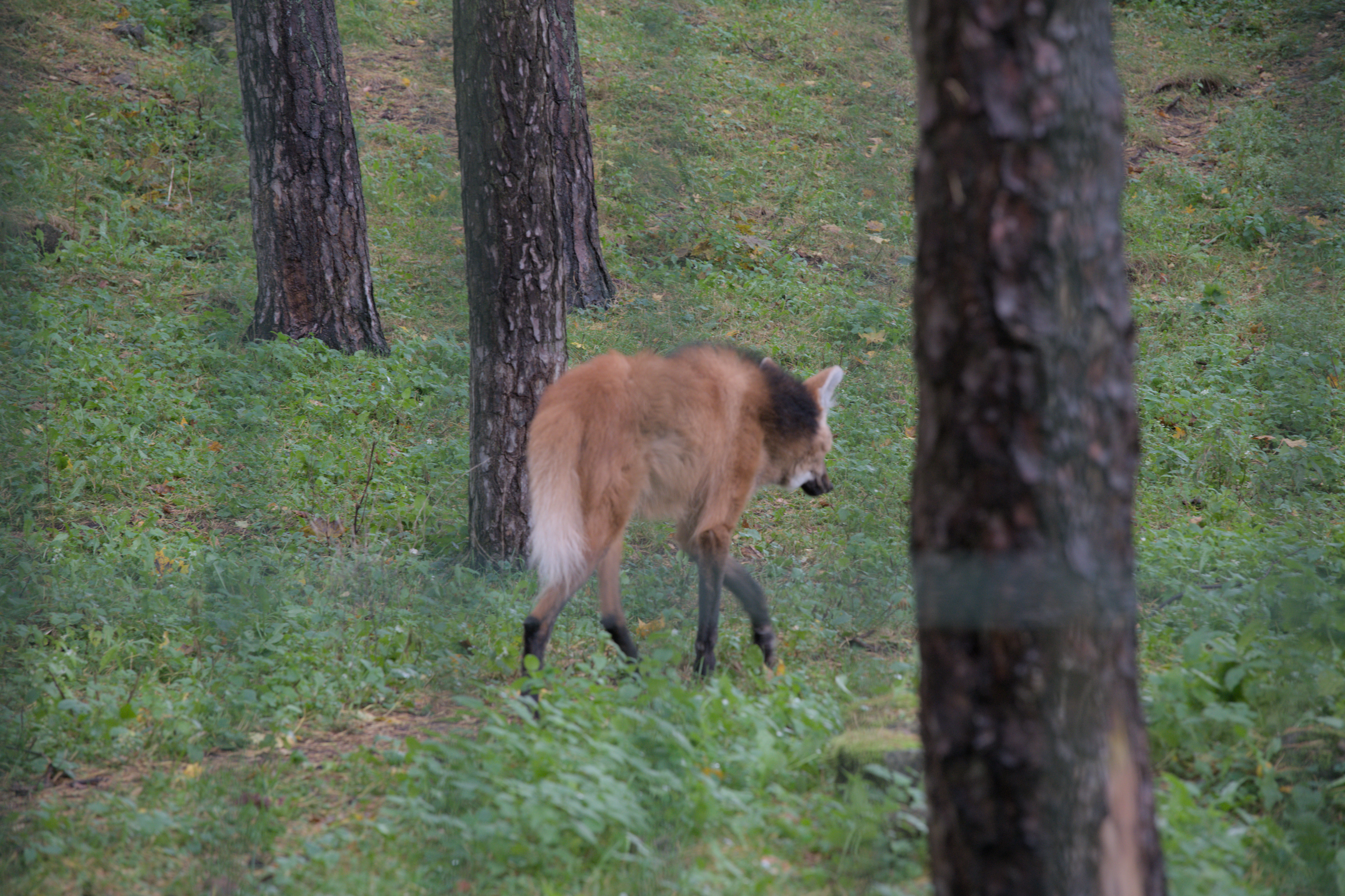 2025/10/12 - zoo/DSC_0060.jpg